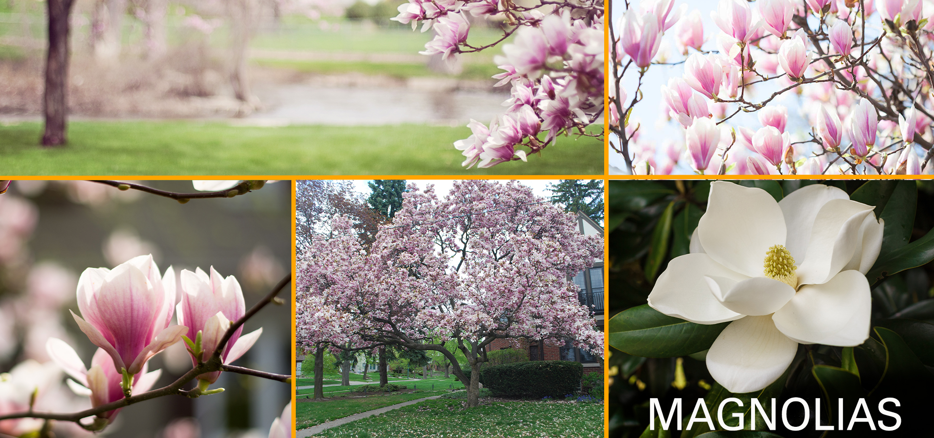Magnolias