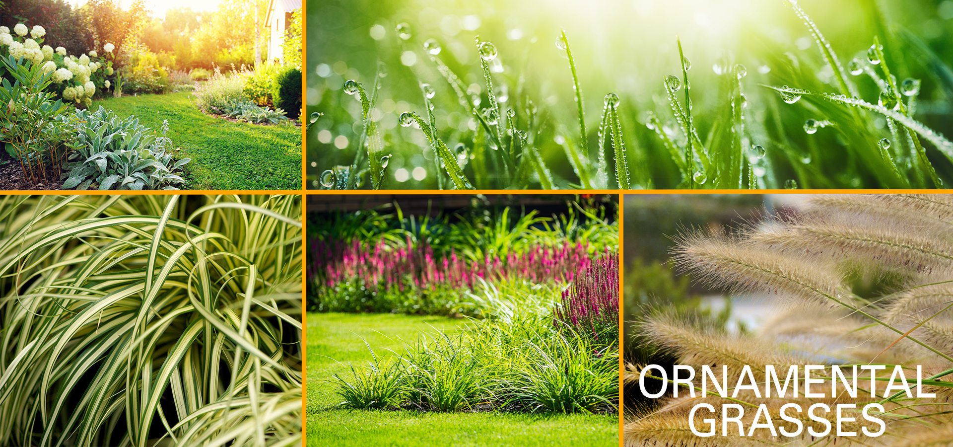 Ornamental-Grasses