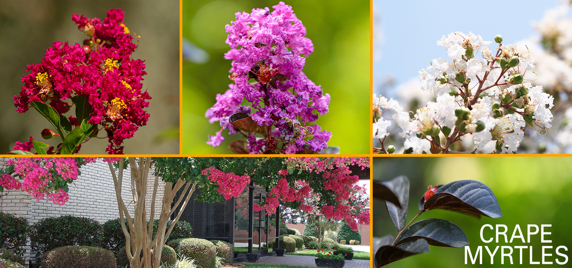 crape-myrtles