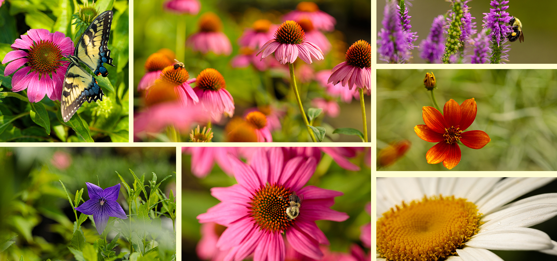PERENNIALS-SALE-THREE-FALL