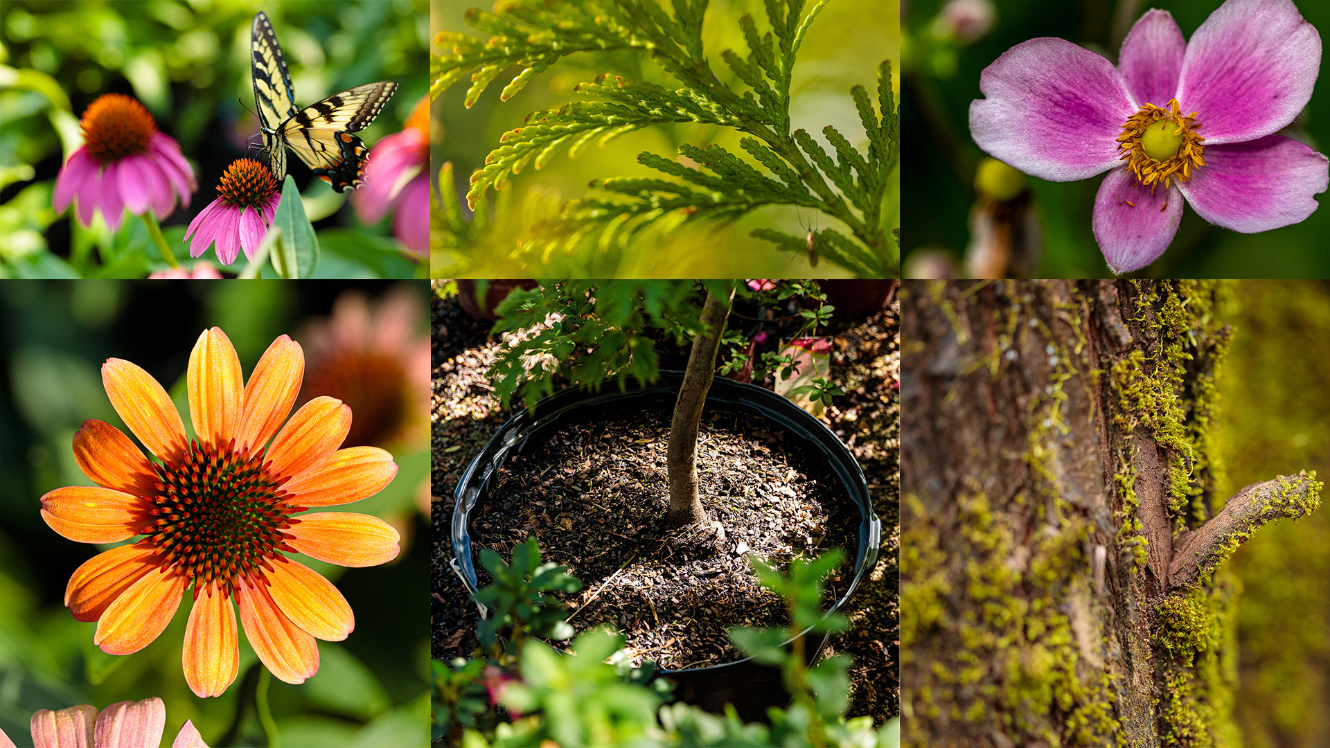 TREES-AND-PERENNIALS
