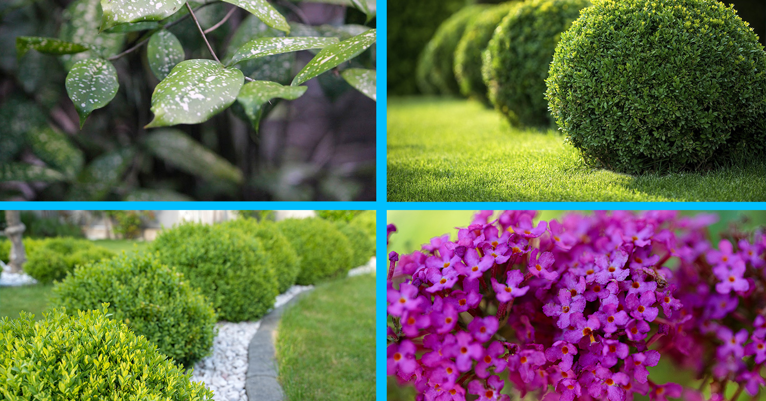 shrubs-2